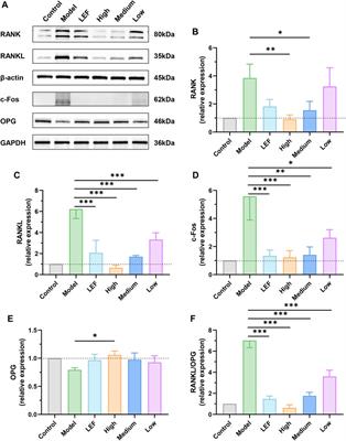 Fu-zi decoction attenuate rheumatoid arthritis in vivo and in vitro by modulating RANK/RANKL signaling pathway